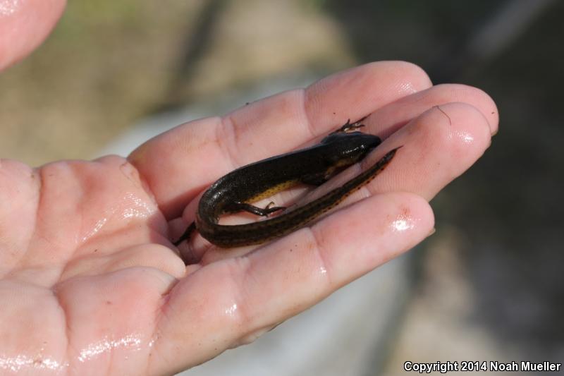 Peninsula Newt (Notophthalmus viridescens piaropicola)