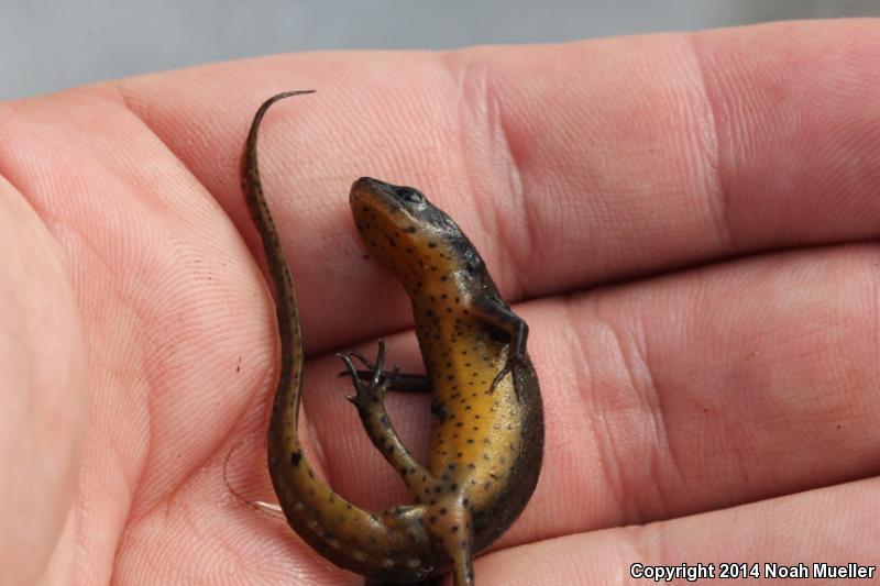 Peninsula Newt (Notophthalmus viridescens piaropicola)