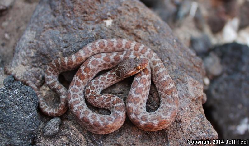 Baja California Night Snake (Eridiphas slevini)