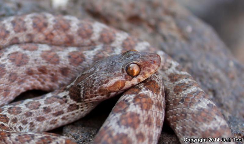 Baja California Night Snake (Eridiphas slevini)