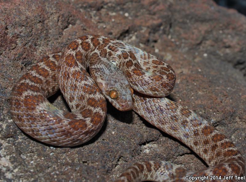 Baja California Night Snake (Eridiphas slevini)