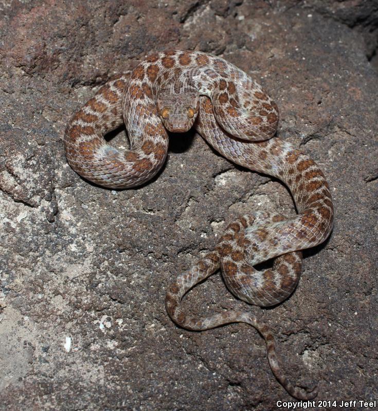 Baja California Night Snake (Eridiphas slevini)