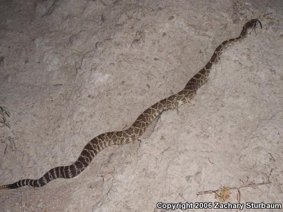 Northern Pacific Rattlesnake (Crotalus oreganus oreganus)