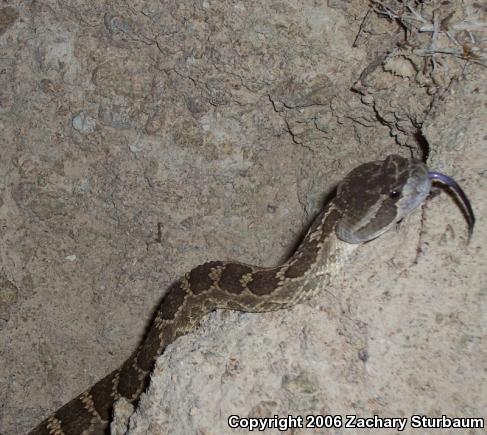 Northern Pacific Rattlesnake (Crotalus oreganus oreganus)