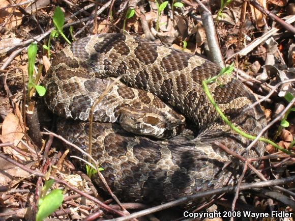 Eastern Massasauga (Sistrurus catenatus catenatus)