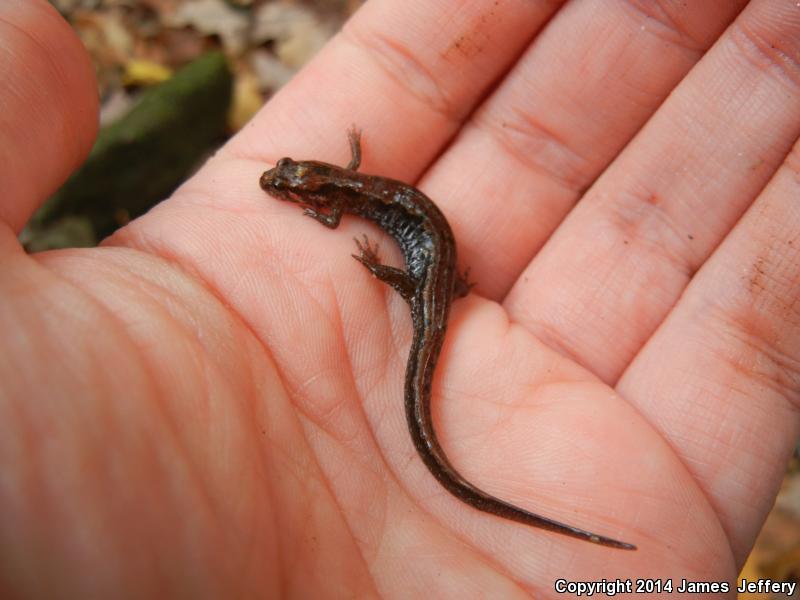 Carolina Mountain Dusky Salamander (Desmognathus carolinensis)