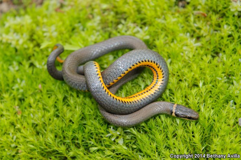 Mississippi Ring-necked Snake (Diadophis punctatus stictogenys)