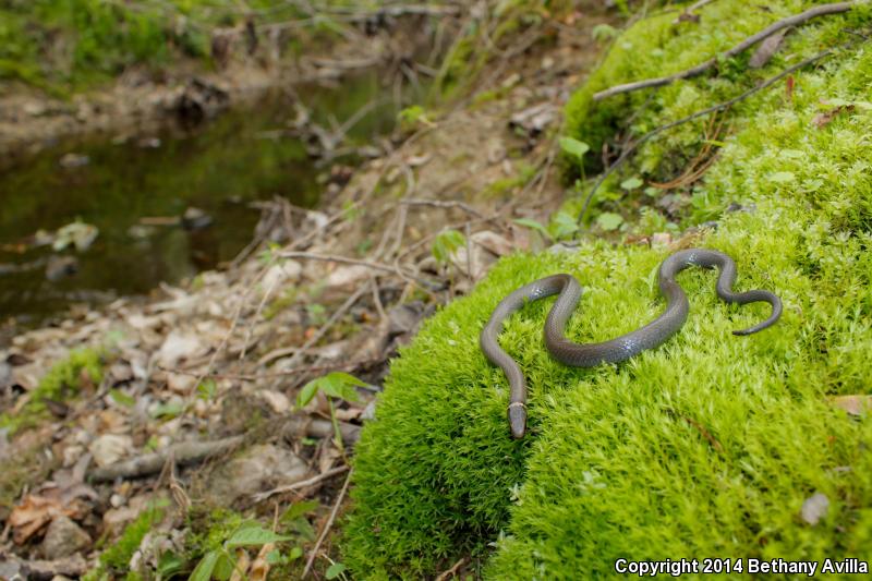 Mississippi Ring-necked Snake (Diadophis punctatus stictogenys)