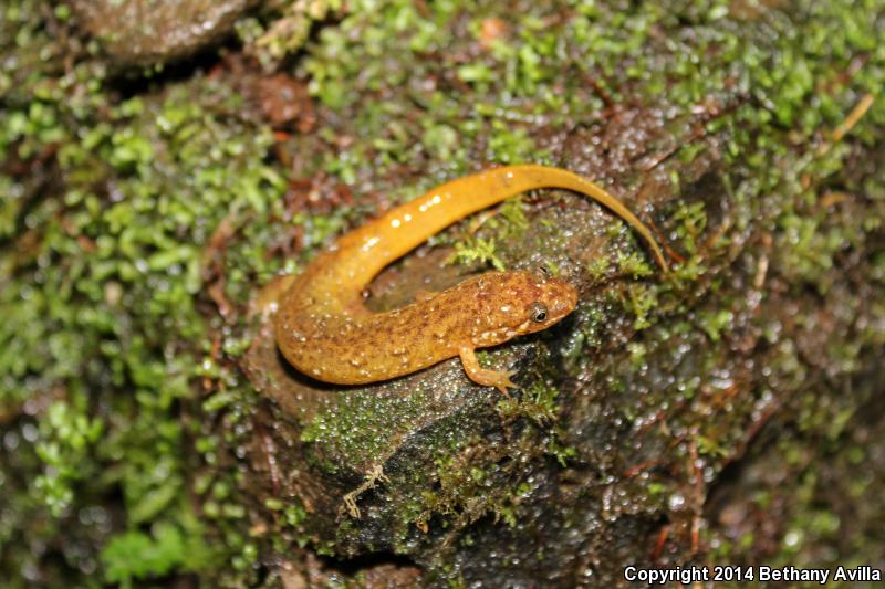 Santeetlah Dusky Salamander (Desmognathus santeetlah)