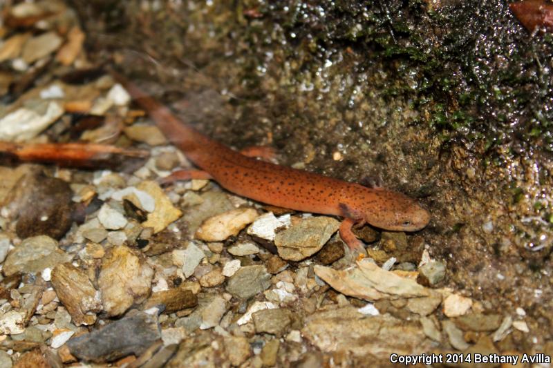 Black-chinned Red Salamander (Pseudotriton ruber schencki)