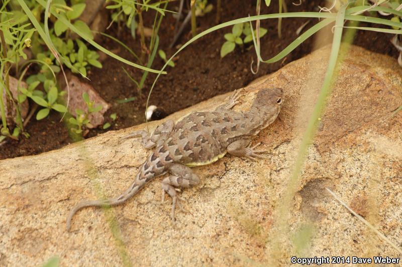 Slevin's Bunchgrass Lizard (Sceloporus slevini)