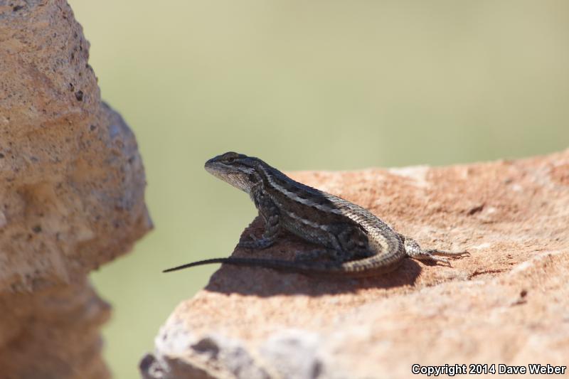 Slevin's Bunchgrass Lizard (Sceloporus slevini)