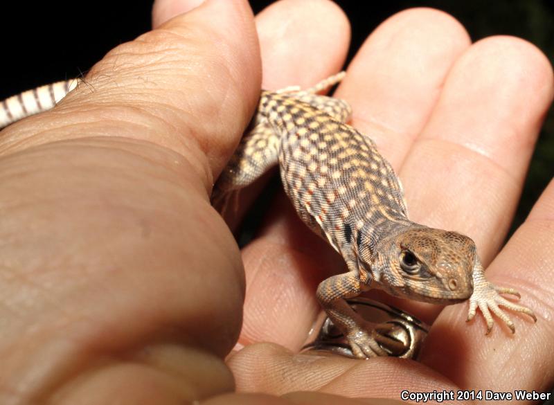 Sonoran Desert Iguana (Dipsosaurus dorsalis sonoriensis)