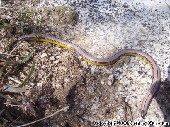 California Legless Lizard (Anniella pulchra)