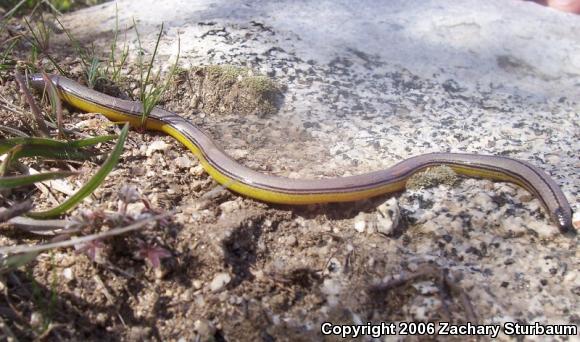 California Legless Lizard (Anniella pulchra)