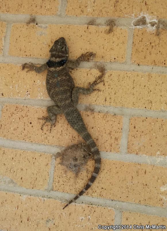 New Mexico Crevice Spiny Lizard (Sceloporus poinsettii poinsettii)