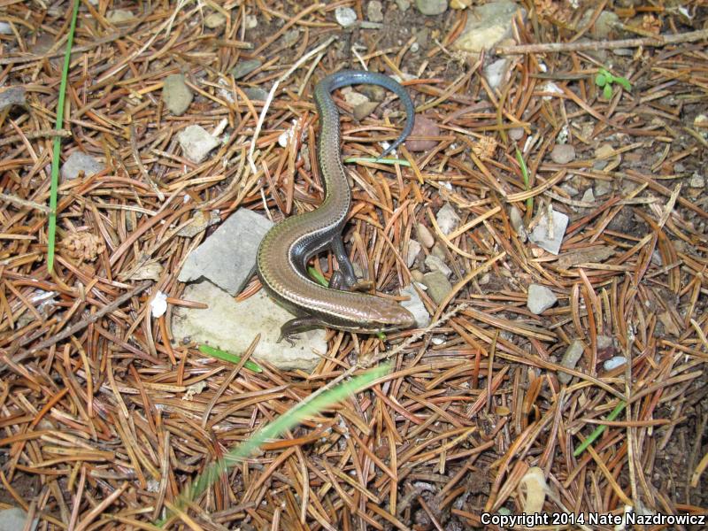 Northern Coal Skink (Plestiodon anthracinus anthracinus)