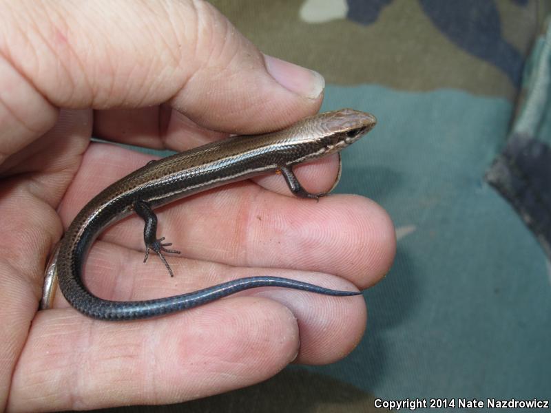 Northern Coal Skink (Plestiodon anthracinus anthracinus)