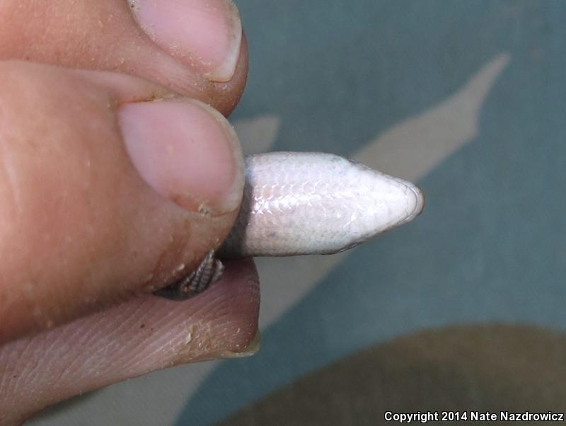 Northern Coal Skink (Plestiodon anthracinus anthracinus)