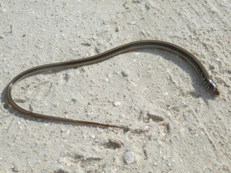 Island Glass Lizard (Ophisaurus compressus)