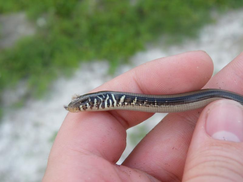 Island Glass Lizard (Ophisaurus compressus)