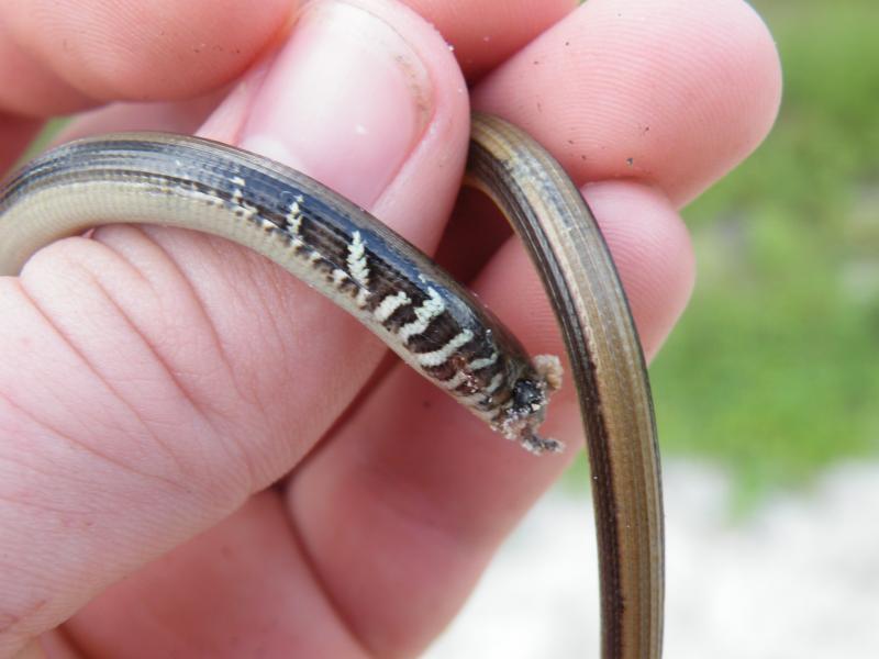 Island Glass Lizard (Ophisaurus compressus)