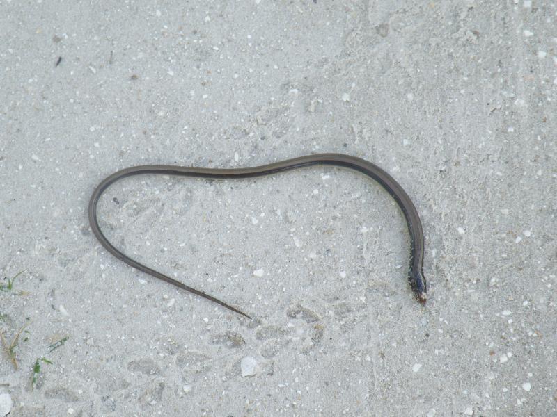 Island Glass Lizard (Ophisaurus compressus)