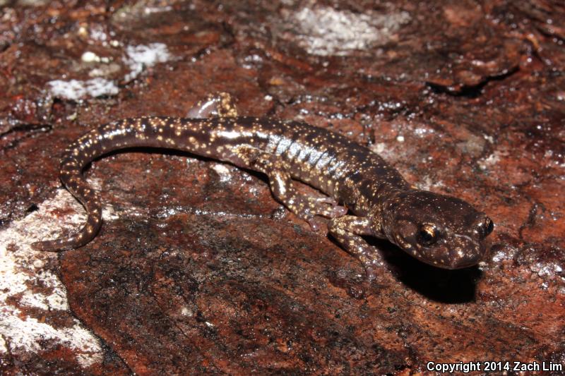 Wandering Salamander (Aneides vagrans)