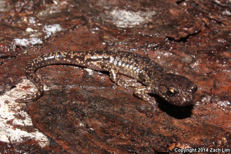 Wandering Salamander (Aneides vagrans)