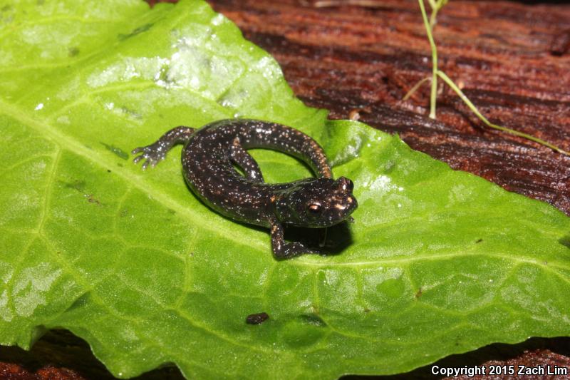 Wandering Salamander (Aneides vagrans)