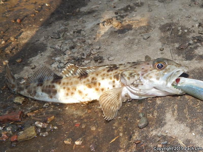 Wandering Salamander (Aneides vagrans)