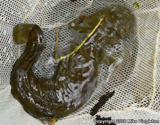 Eastern Hellbender (Cryptobranchus alleganiensis alleganiensis)