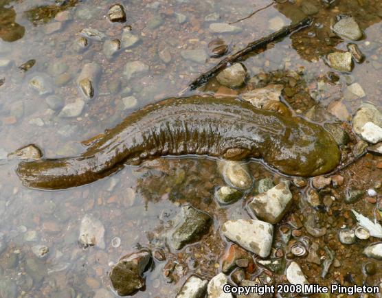 Eastern Hellbender (Cryptobranchus alleganiensis alleganiensis)