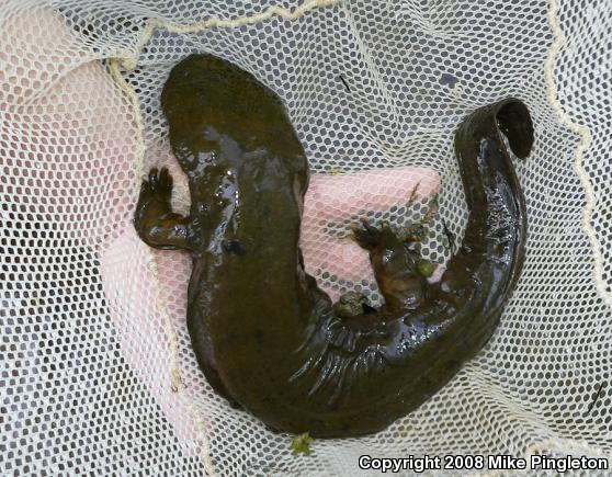 Eastern Hellbender (Cryptobranchus alleganiensis alleganiensis)