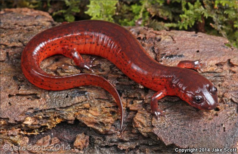 Rusty Mud Salamander (Pseudotriton montanus floridanus)