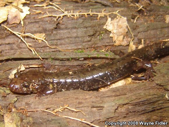 Allegheny Mountain Dusky Salamander (Desmognathus ochrophaeus)