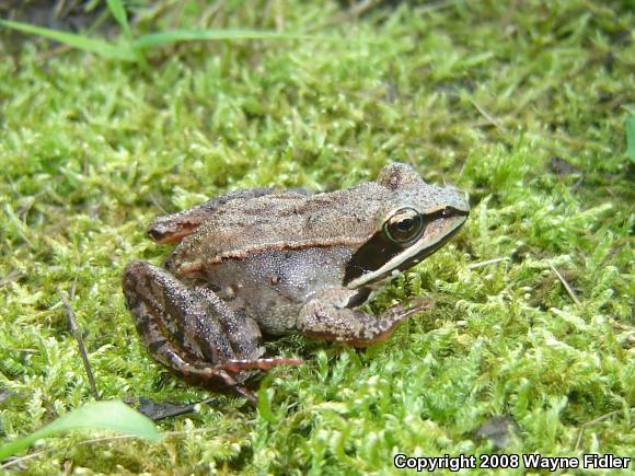 Wood Frog (Lithobates sylvaticus)