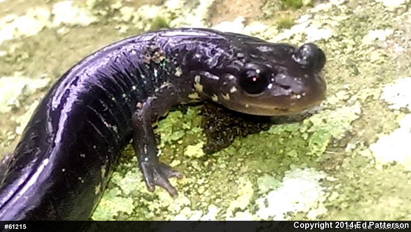 Wehrle's Salamander (Plethodon wehrlei)