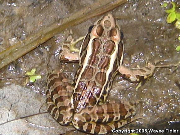 Pickerel Frog (Lithobates palustris)