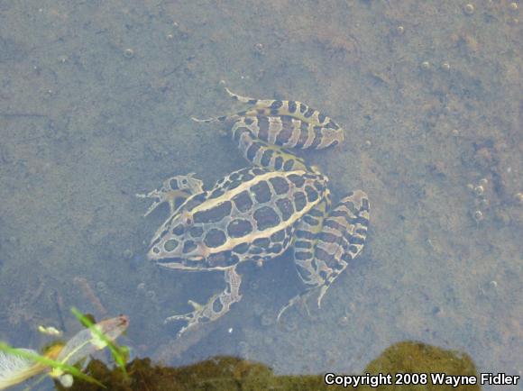 Pickerel Frog (Lithobates palustris)