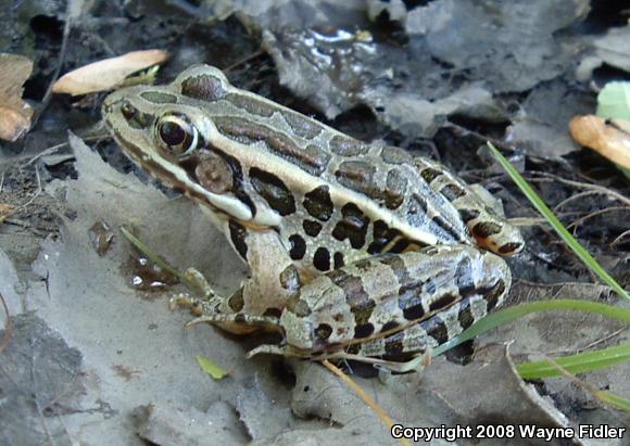 Pickerel Frog (Lithobates palustris)