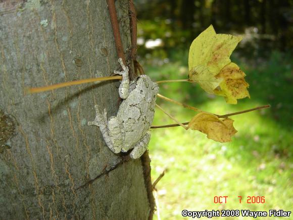 Gray Treefrog (Hyla versicolor)