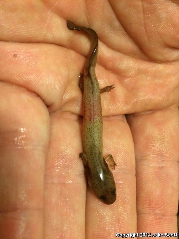 Southern Red Salamander (Pseudotriton ruber vioscai)