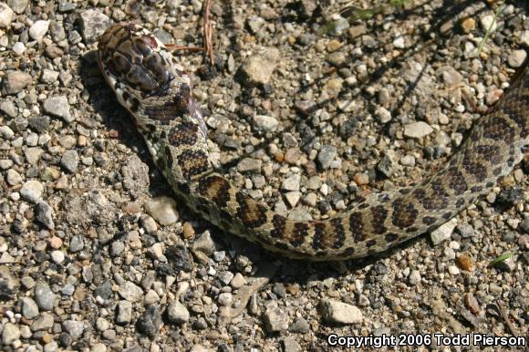 North American Racer (Coluber constrictor)