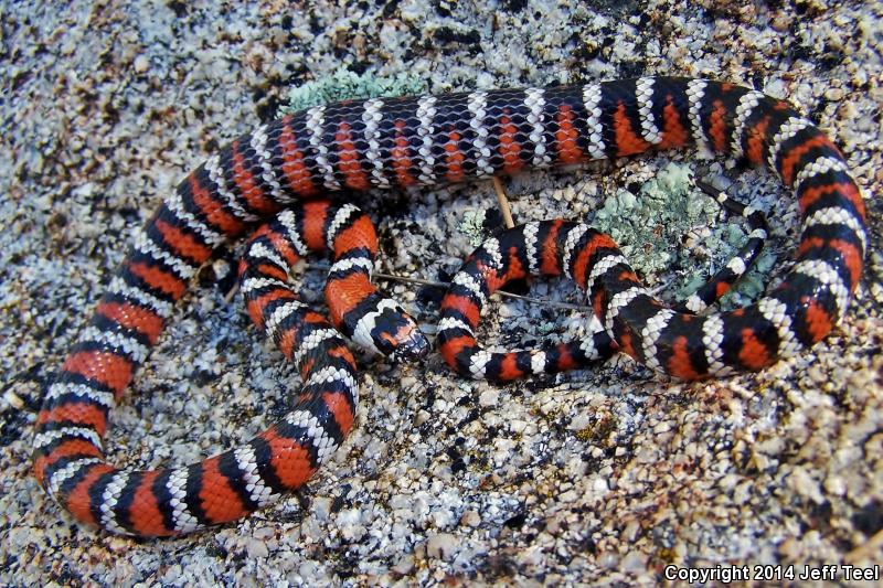 Baja California Mountain Kingsnake (Lampropeltis zonata agalma)