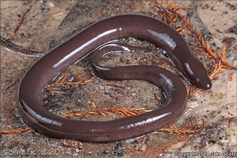 One-toed Amphiuma (Amphiuma pholeter)