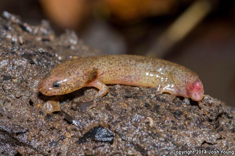 Southern Red Salamander (Pseudotriton ruber vioscai)
