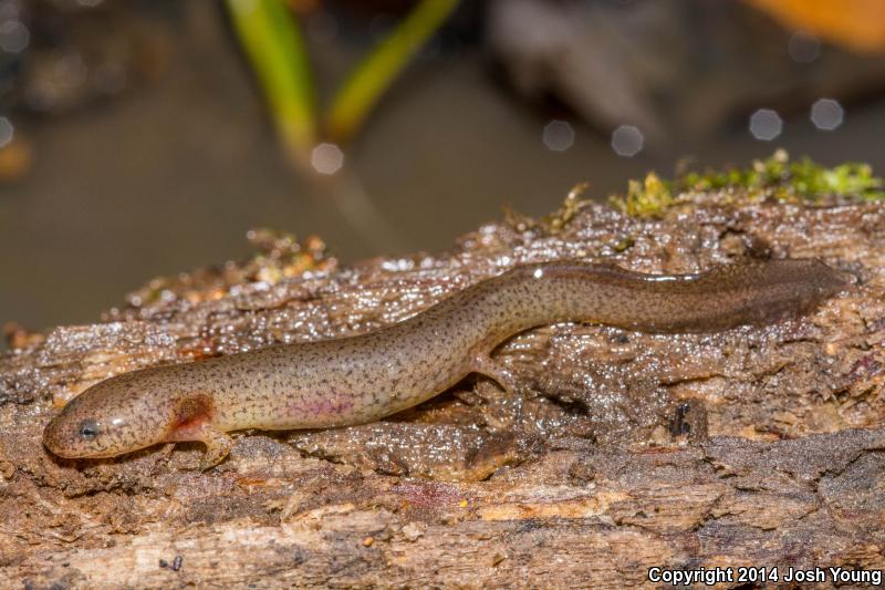 Southern Red Salamander (Pseudotriton ruber vioscai)