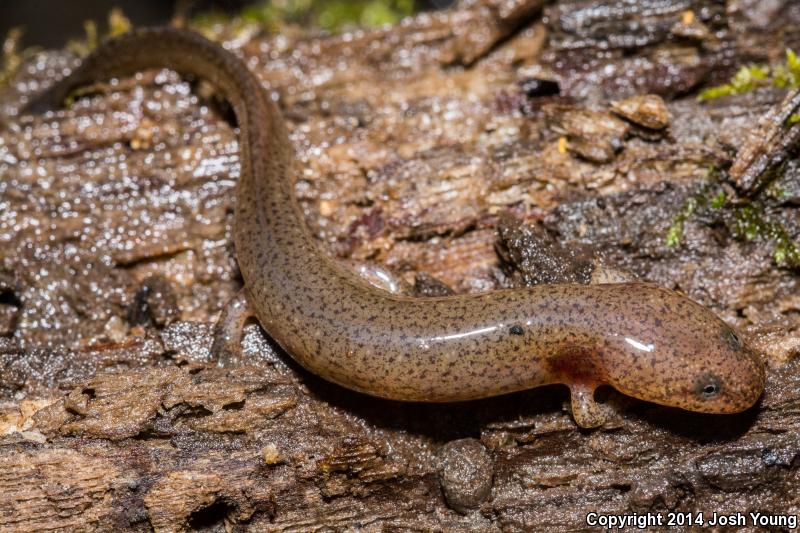 Southern Red Salamander (Pseudotriton ruber vioscai)