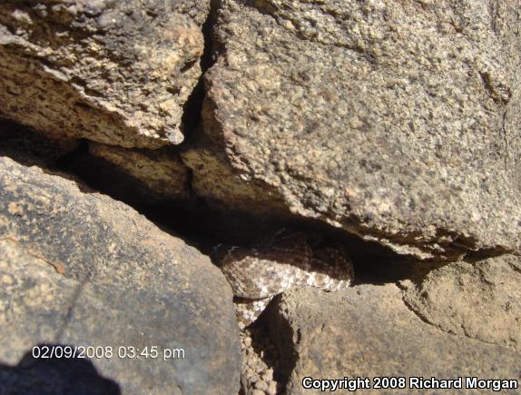 Red Diamond Rattlesnake (Crotalus ruber ruber)